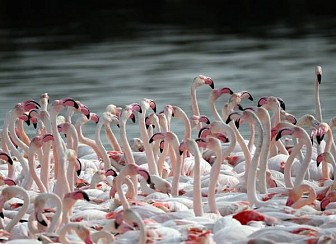 Khu Bảo Tồn Động Vật Hoang Dã Ras Al Khor