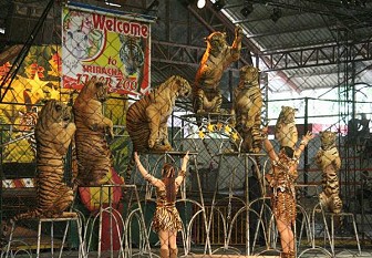 Lựa chọn đúng đắn khi đến Sriracha Tiger Zoo