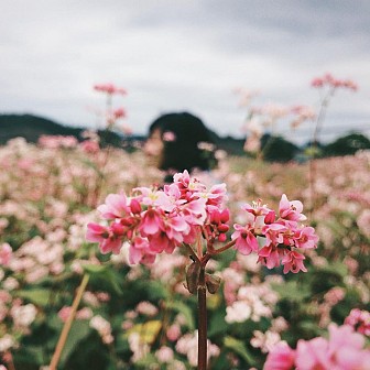 Mùa Hoa Tam Giác Mạch đẹp mê đắm lòng người nơi mảnh đất Hà Giang Mùa Hoa Tam Giác Mạch đẹp mê đắm lòng người nơi mảnh đất Hà Giang