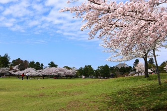 Mùa Xuân Về Trên Công Viên Nara