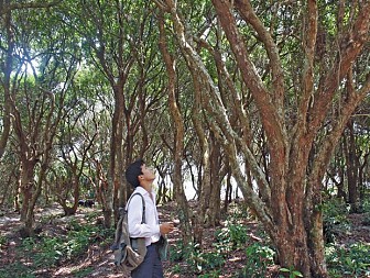 Rừng Trâm Quan Lạn Rừng Trâm Quan Lạn