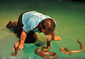 Sức hút không tưởng từ Trại Rắn