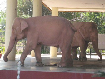 Sức mạnh quyền lực của voi trắng qua lịch sử Chùa Voi Trắng ở Myanmar