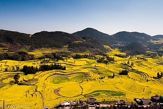 Thiên Đường Hoa Cải Vàng Ở La Bình