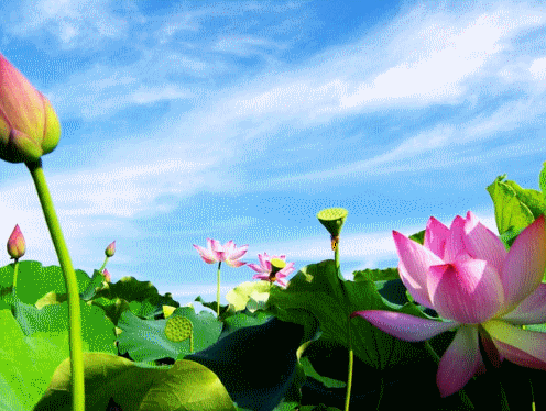 Miền Tây Đồng Tháp Mùa Nước Nổi Siêu Khuyến Mãi