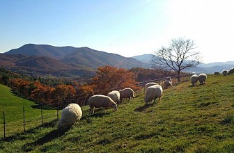 Trang Trại Cừu Đẹp Nhất Gangwon