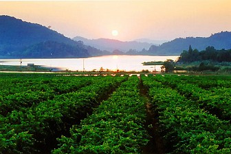 Vẻ đẹp hút hồn của vườn nho Silver Lake