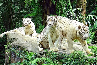 Vườn thú Night Safari, chỉ đón khách vào buổi tối