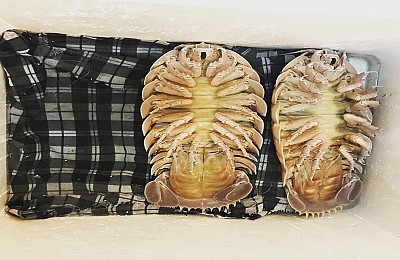 Bọ Biển, món ăn ngon hơn tôm hùm ở Quy Nhơn Bọ Biển, món ăn ngon hơn tôm hùm ở Quy Nhơn