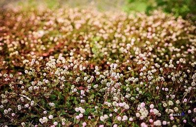 Cao Nguyên Đá Mùa Muôn Hoa Đua Nở Cao Nguyên Đá Mùa Muôn Hoa Đua Nở