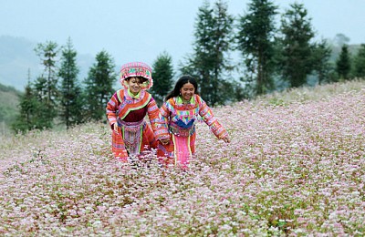 Cao nguyên đá- ngàn hoa khoe sắc