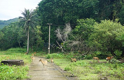 Check In Vườn Quốc Gia Cát Bà Check In Vườn Quốc Gia Cát Bà