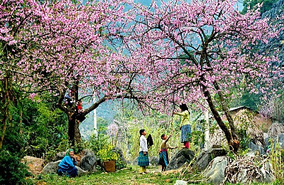 Có những mùa hoa đẹp khó cưỡng ở Mộc Châu! Có những mùa hoa đẹp khó cưỡng ở Mộc Châu!