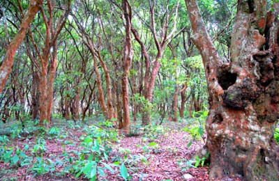 Dạo Bước Rừng Trâm Trên Đảo Quan Lạn Dạo Bước Rừng Trâm Trên Đảo Quan Lạn