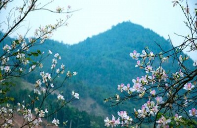 Điện Biên rực rỡ mùa hoa ban Điện Biên rực rỡ mùa hoa ban