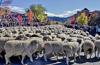 Đón năm mới ấm áp với lễ hội chăn cừu ở Nga Đón năm mới ấm áp với lễ hội chăn cừu ở Nga