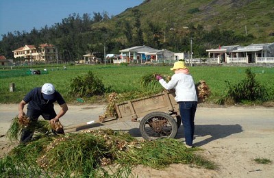 trải nghiệm đảo Lý Sơn vào mùa thu hoạch tỏi trải nghiệm đảo Lý Sơn vào mùa thu hoạch tỏi
