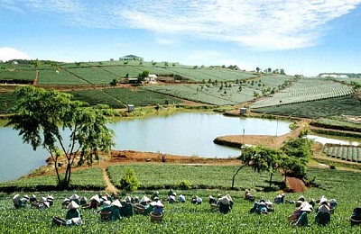 trải nghiệm tham quan nông trường Chè (Lâm Đồng) trải nghiệm tham quan nông trường Chè (Lâm Đồng)