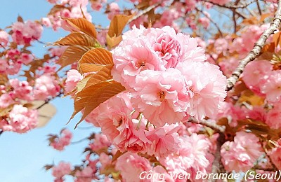 Đừng Bỏ Lỡ Cơ Hội lịch trình
 Nhật Bản Ngắm Những Đợt Nở Hoa Cuối Mùa Của Loài Hoa Anh Đào Rực Rỡ Đừng Bỏ Lỡ Cơ Hội lịch trình
 Nhật Bản Ngắm Những Đợt Nở Hoa Cuối Mùa Của Loài Hoa Anh Đào Rực Rỡ