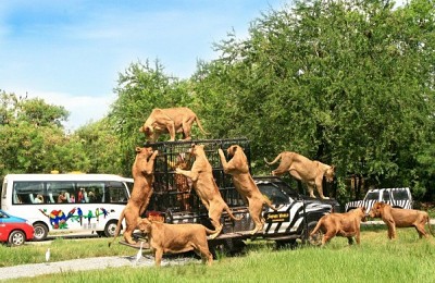 FLC Zoo Safari Park, vườn thú lớn nhất Đông Nam Á FLC Zoo Safari Park, vườn thú lớn nhất Đông Nam Á