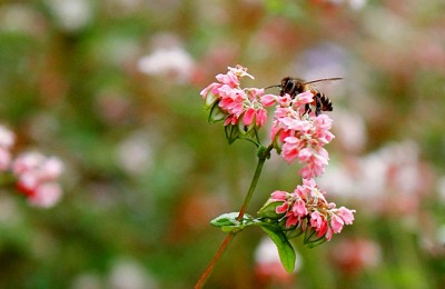Hà Giang - Điểm đến lý tưởng cho những người yêu xê dịch Hà Giang - Điểm đến lý tưởng cho những người yêu xê dịch