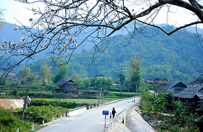 Hoa ban - biểu trưng văn hóa Điện Biên