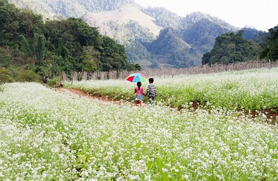 Hoa Cải Nở Trắng Đồi Mộc Châu Những Ngày Mùa Tháng 11 Hoa Cải Nở Trắng Đồi Mộc Châu Những Ngày Mùa Tháng 11