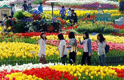 Hòa Mình Vào Lễ Hội Hoa Tulip Khi Đến Với Hàn Quốc Tháng 5 Này