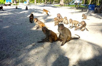 Hòa Mình Với Thiên Nhiên khi tới
 Đảo Khỉ Nha Trang Hòa Mình Với Thiên Nhiên khi tới
 Đảo Khỉ Nha Trang