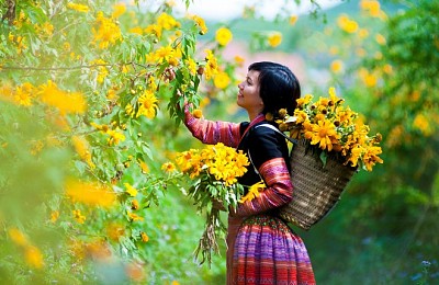 Hương Sắc Hoa Dã Quỳ Mộc Châu Say Đắm Ngày Thu Qua Đông Tới Hương Sắc Hoa Dã Quỳ Mộc Châu Say Đắm Ngày Thu Qua Đông Tới