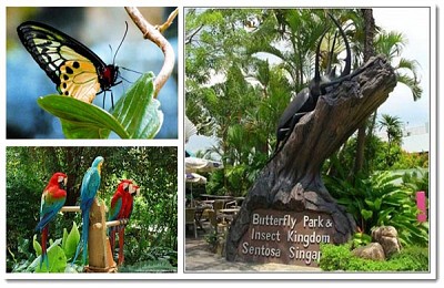 Khám Phá Công Viên Bướm Và Vương Quốc Côn Trùng Tại Singapore