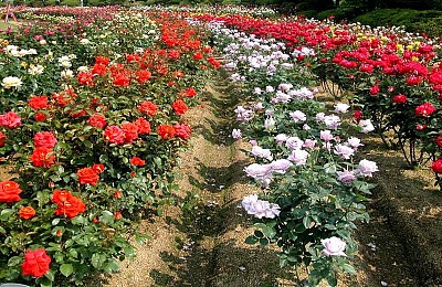 Khám phá vẻ đẹp của thành phố ngàn hoa Khám phá vẻ đẹp của thành phố ngàn hoa