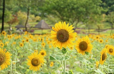 Khánh Hòa: Vườn hướng dương Yang Bay khoe sắc Khánh Hòa: Vườn hướng dương Yang Bay khoe sắc