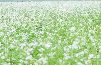 Kinh Nghiệm Vivu
 Mộc Châu vào mùa hoa cải trắng Kinh Nghiệm Vivu
 Mộc Châu vào mùa hoa cải trắng