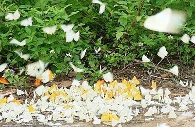 Kinh Nghiệm Săn Bướm Rừng Cúc Phương Kinh Nghiệm Săn Bướm Rừng Cúc Phương