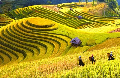 Lạc Bước Trên Cánh Đồng Mường Thanh Lạc Bước Trên Cánh Đồng Mường Thanh