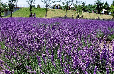 Lạc Lối Giữa Cánh Đồng Lavender Đà Lạt Lạc Lối Giữa Cánh Đồng Lavender Đà Lạt