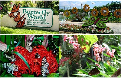 Lạc vào chốn thần tiên tại Vườn bướm Butterfly Garden ở Phuket