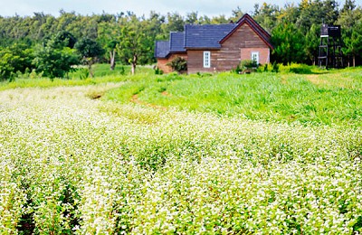 Lâm Đồng: Về Đơn Dương ngắm hoa tam giác mạch khoe sắc Lâm Đồng: Về Đơn Dương ngắm hoa tam giác mạch khoe sắc