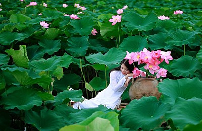 Lào Cai: Yên bình mùa sen Lào Cai: Yên bình mùa sen