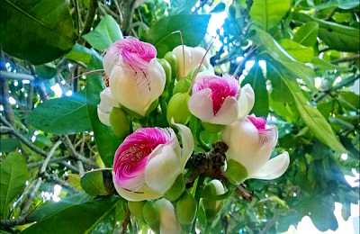 Mãn nhãn vẻ đẹp của hoa bàng vuông Lý Sơn Mãn nhãn vẻ đẹp của hoa bàng vuông Lý Sơn