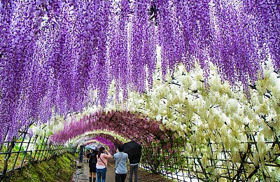 Mãn Nhãn Với Thiên Đường Hoa Tử Đằng Nở Rộ Khi Đi Thăm Quan
 Nhật Bản Mãn Nhãn Với Thiên Đường Hoa Tử Đằng Nở Rộ Khi Đi Thăm Quan
 Nhật Bản