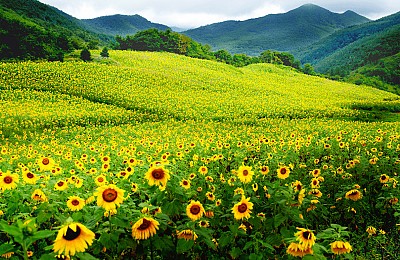 Mộng mơ khúc tình ca bốn mùa trên đảo Nami