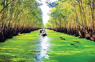 Một màu xanh ngắt ở rừng tràm Trà Sư Một màu xanh ngắt ở rừng tràm Trà Sư