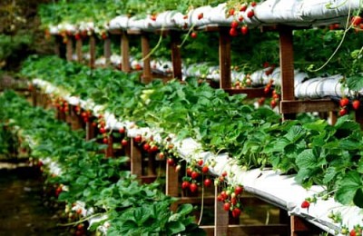 Một Vài Chiêu Tránh Nạn Chặt Chém Khi Đi Đà Lạt Một Vài Chiêu Tránh Nạn Chặt Chém Khi Đi Đà Lạt