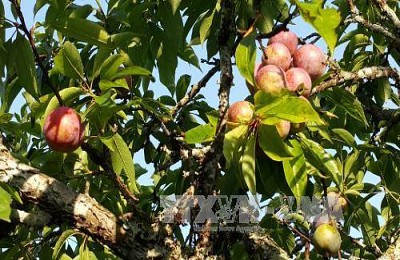 Mùa mận chín kéo du khách đến Bắc Hà Mùa mận chín kéo du khách đến Bắc Hà