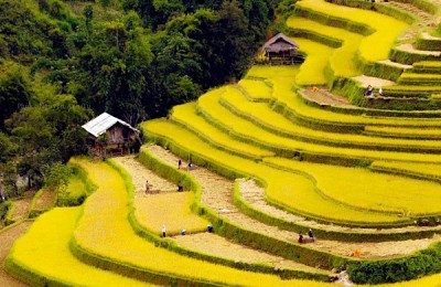 Nắng Thu Trên Cánh Đồng Mù Cang Chải Nắng Thu Trên Cánh Đồng Mù Cang Chải