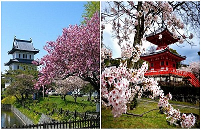 Ngắm hoa anh đào Nhật Bản ở đâu là lý tưởng nhất – Phần 1 Ngắm hoa anh đào Nhật Bản ở đâu là lý tưởng nhất – Phần 1