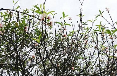 Ngỡ Ngàng Hoa Đào Nở Rộ Trên Mộc Châu Giữa Tiết Trời Mùa Thu Ngỡ Ngàng Hoa Đào Nở Rộ Trên Mộc Châu Giữa Tiết Trời Mùa Thu