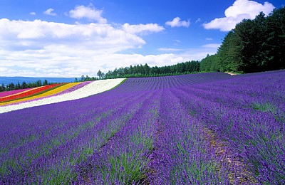 Những cánh đồng hoa bạt ngàn đa màu sắc ở Hokkaido Nhật Bản